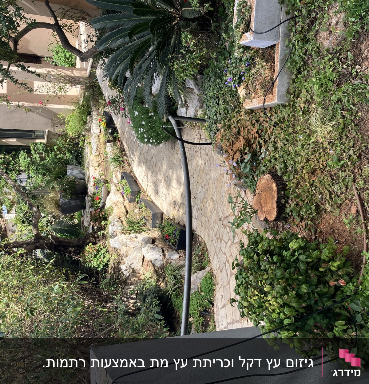 גזע עץ כרות בגינה עם צמחייה מסביב